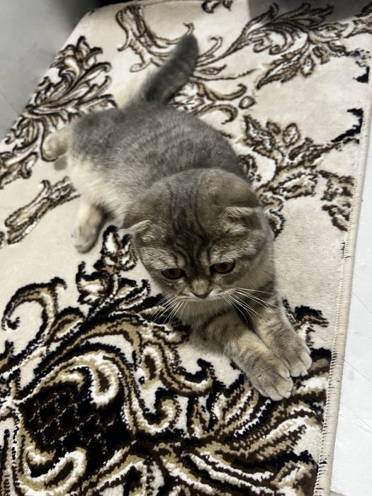 Mushuk bor o’g’il bola 6-7 oylik 150$