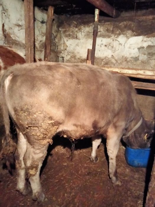 Продам бычков молодняк.