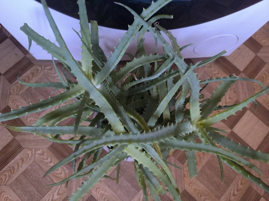 Алоэ столистник лечебный