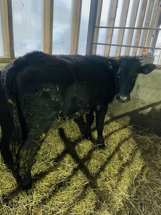 Vand 2 vitele de 6 si 8 luni