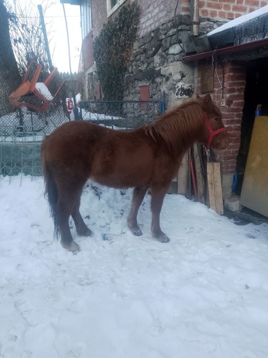 Vând mânz semigreu