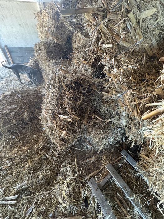 Продавам Бали  от царивичак.