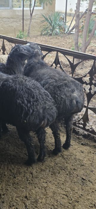 Тиш бузмаган кучкорлар сотилади.