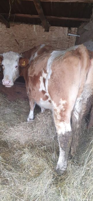 Vand 3 vaci baltata romaneasca