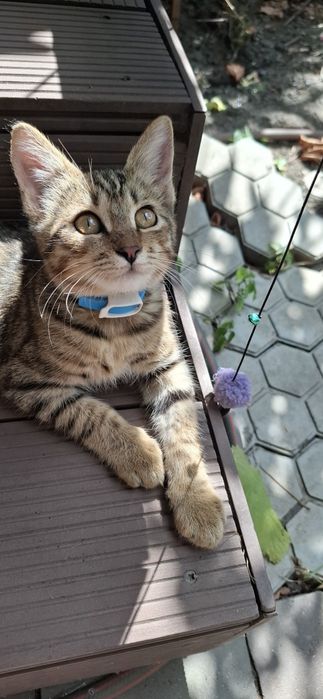 Котёнок мальчик подросток ищет себе дом!