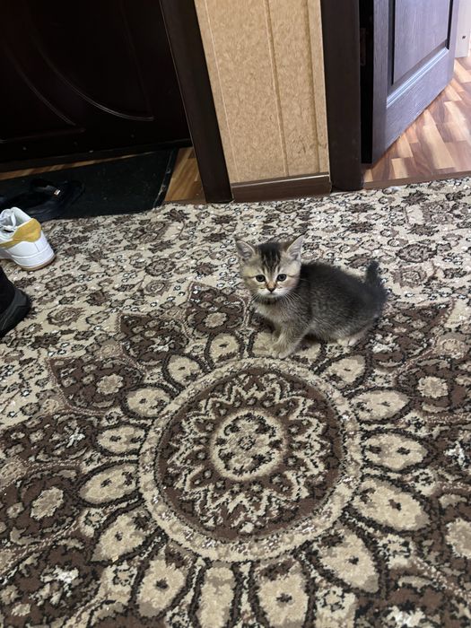 Продаются котята шиншила фолд