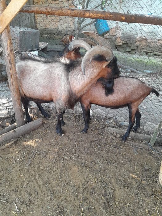 Țapi alpin francez