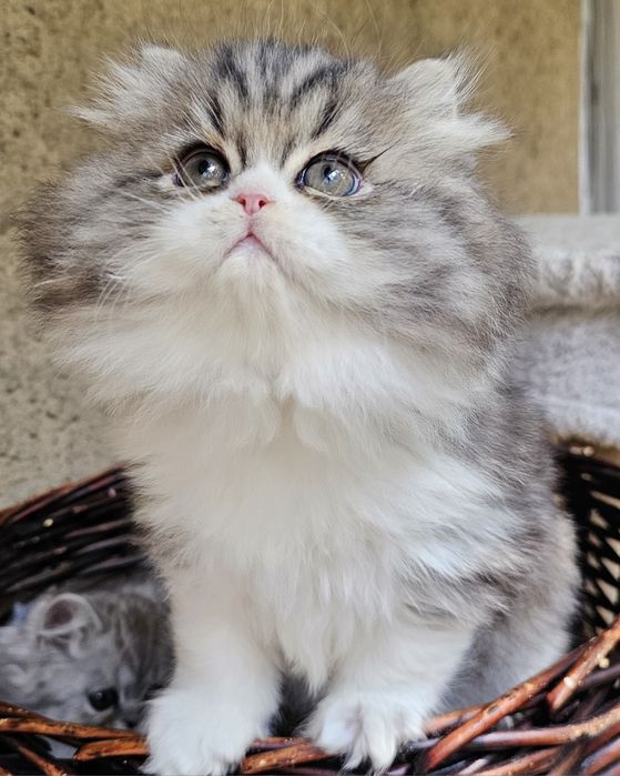 Персийски котенца