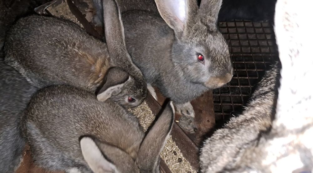 Зайци заек зайчета Фландър