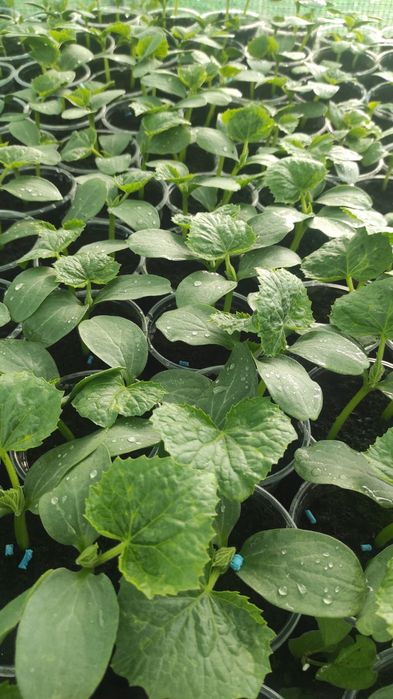 Предлагам разсад краставици, тиквички, пъпеши, дини