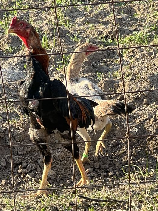 Дакан қораз сатылады