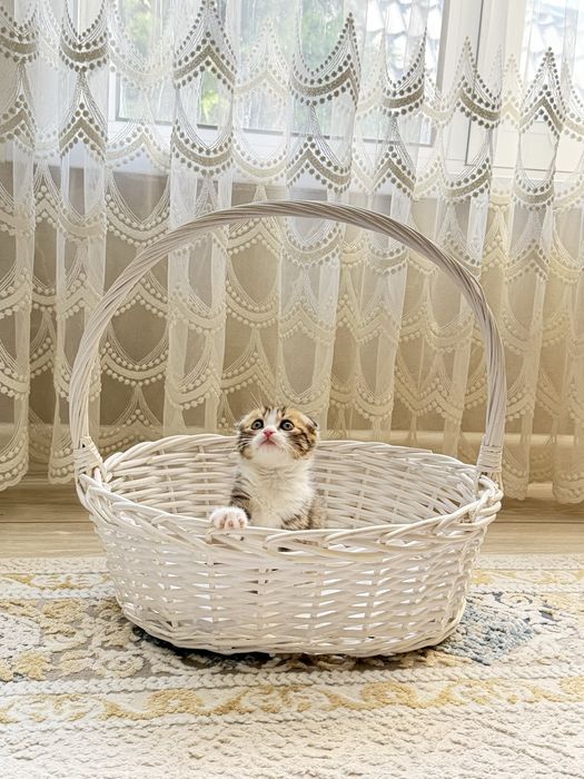 Продам породистых котят