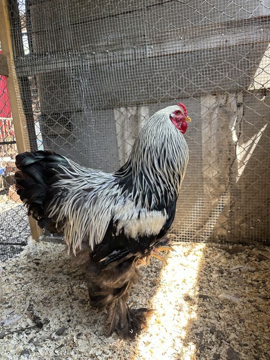 Pereche brahma hermiant inchis