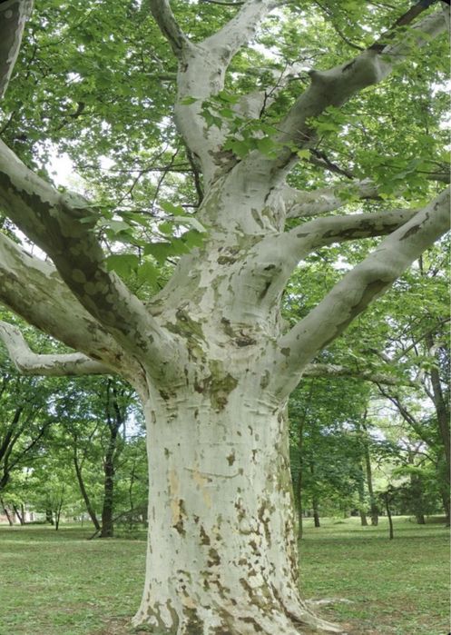 Семена Платана ( Чинар)