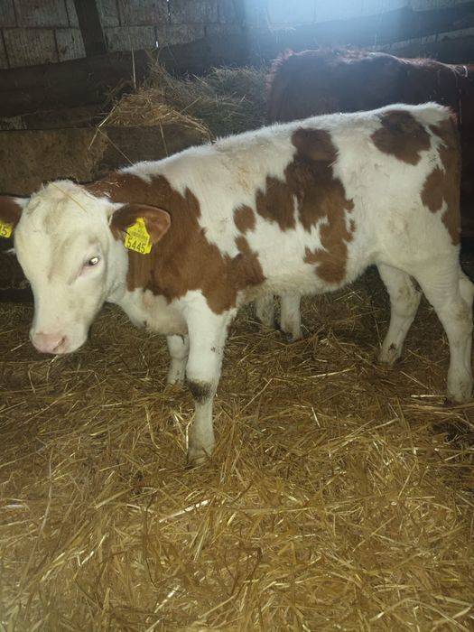 Vand 2 taurasi baltati