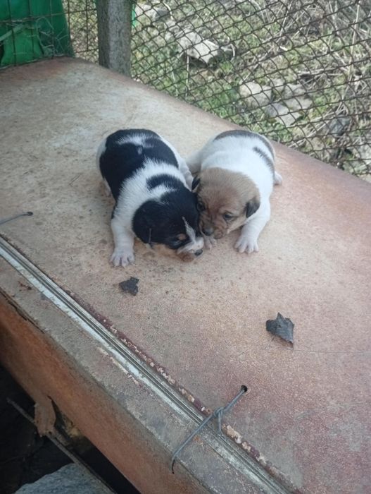 Кученца Джак Ръсел