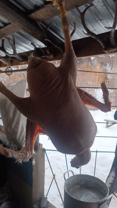 Башкирские гуси на новогодние праздники