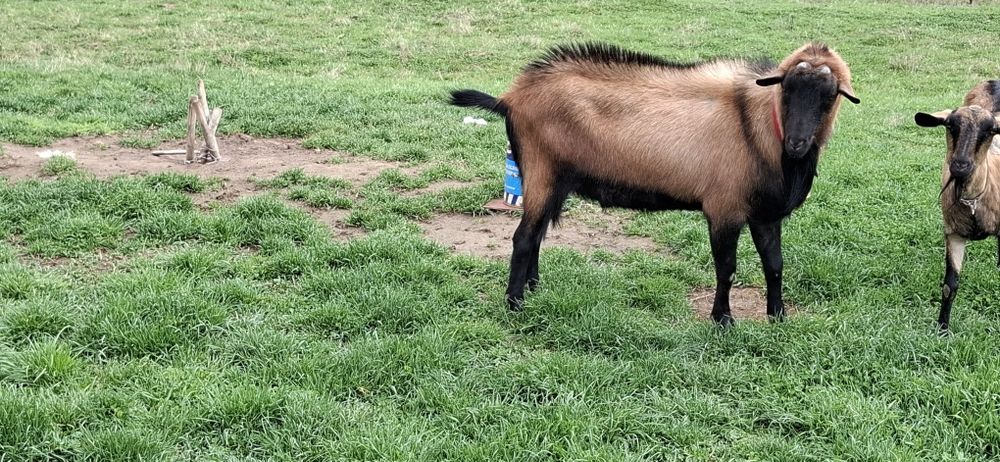 Vand tap alpin francez