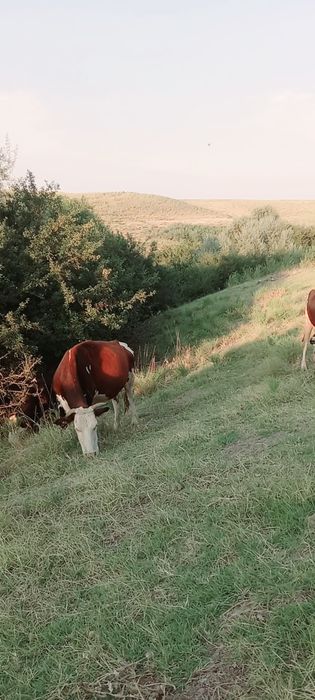 Сиыр сатылады,,Ақбас сиыр
