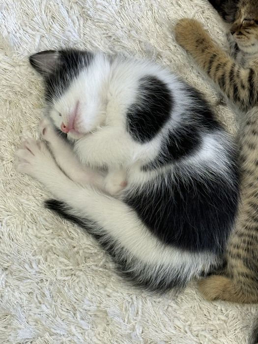 Отдам даром котят в хорошие руки