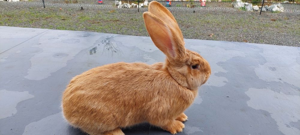 Mascul uriaș galben