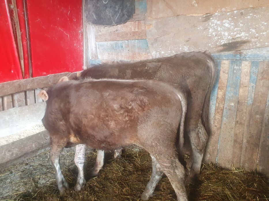 Vand 2 taurasi bruni