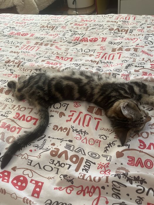 Продам котенка породестая девочка