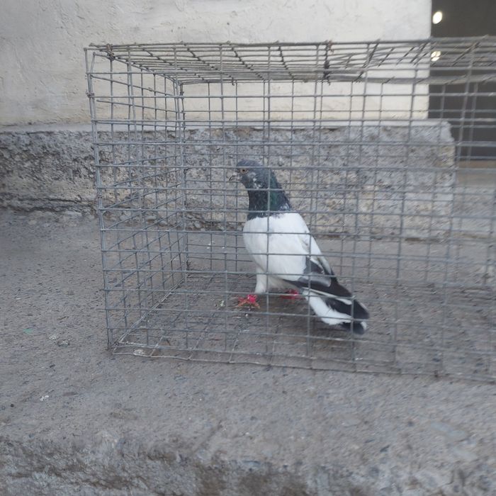 Пакистан кобрашей самец летный 6.7 час