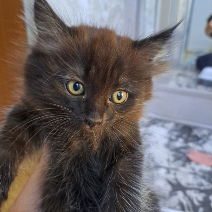 Отдам даром котят