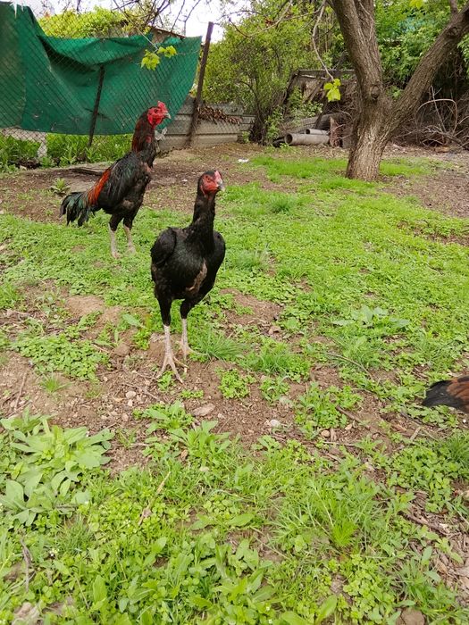 Дакан кораз сатылады