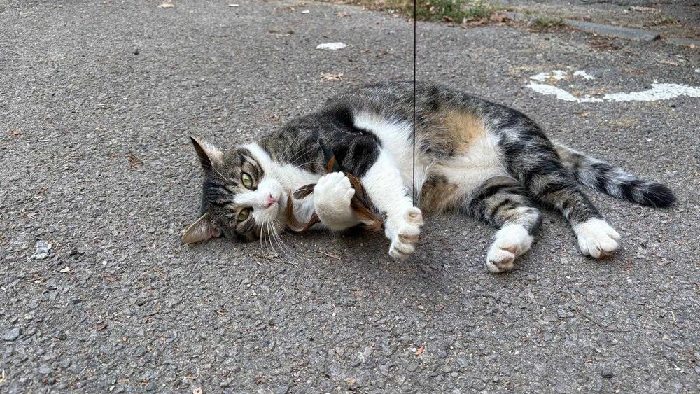 Fulg, motan de 4 ani, castrat