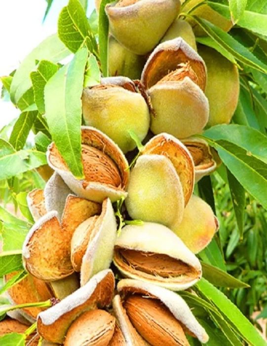 Саженцы кучатлар дарахт