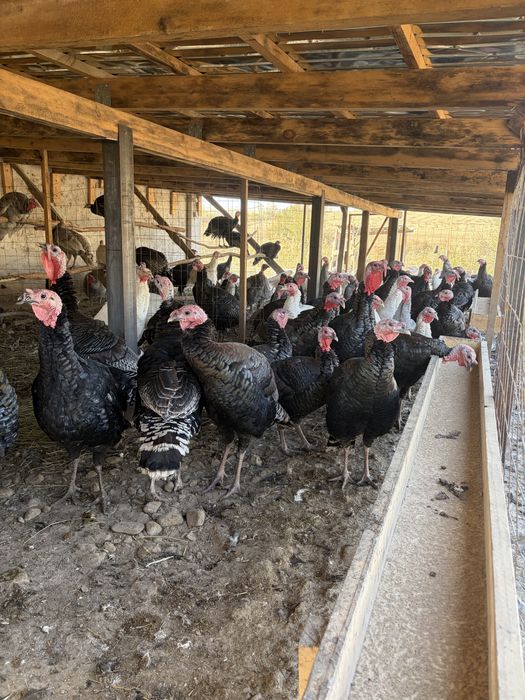 Продам индюков, бронза 708