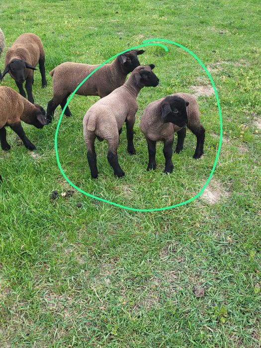 Vand oi suffolk si miei suffolk