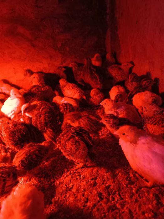 Prepelițe la două săptămâni