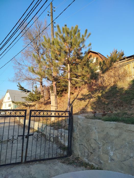 Продам сосну на штамбе крымская