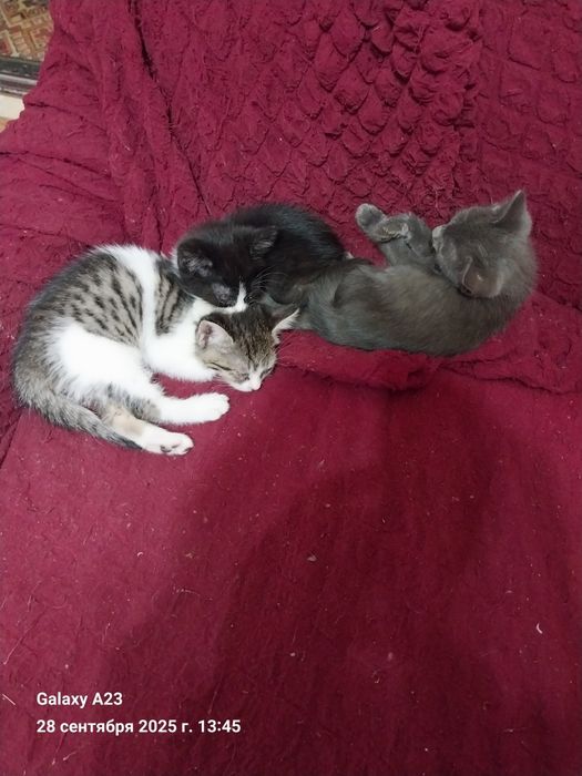 Котята домашние в добрые руки бесплатно