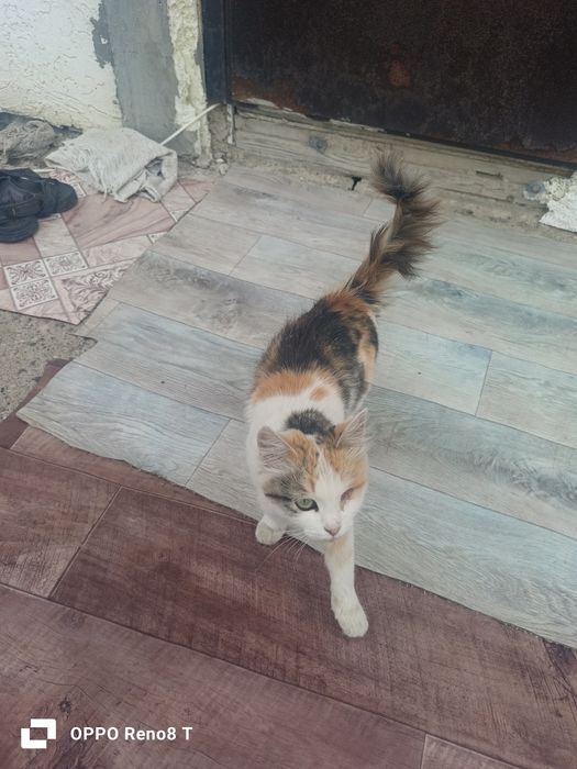 Продам кошку, хорошая