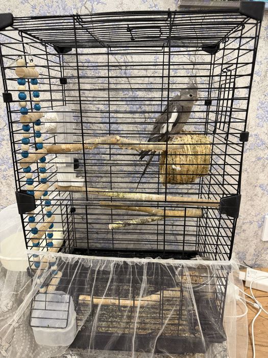 Попугай Корелла безщёкая