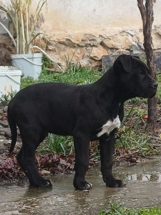 Кане корсо страхотно куче.