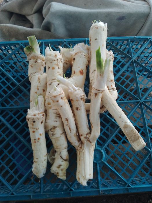 Продавам гулия,хрян