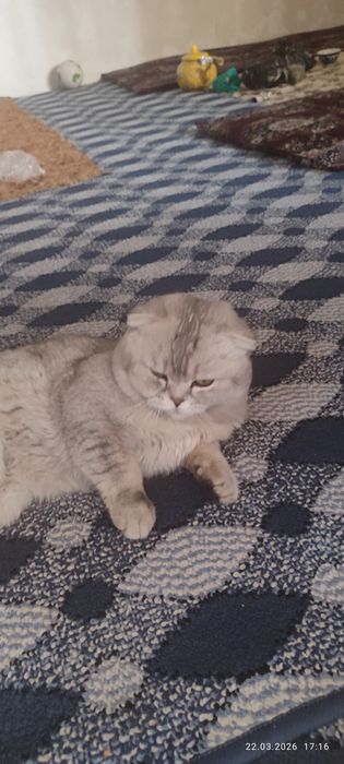 Scottish Fold 100% Тоза еркак мушук сот илади