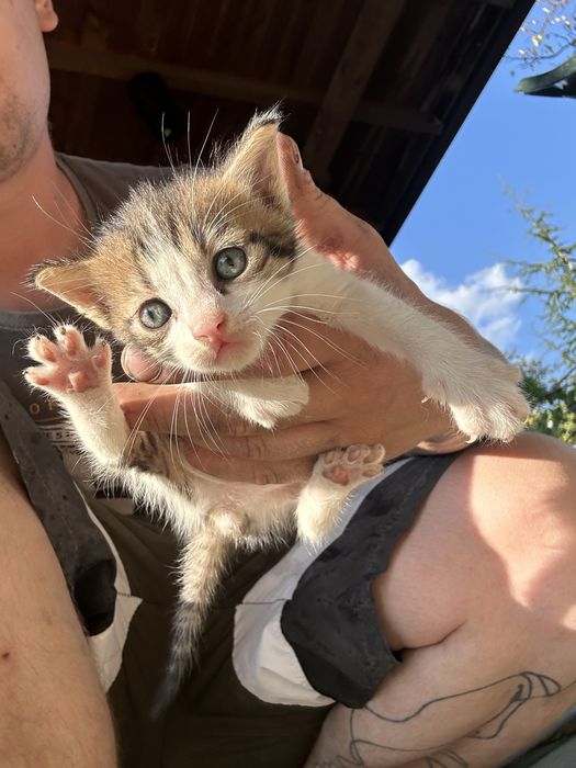 Подарявам 3 малки котенца