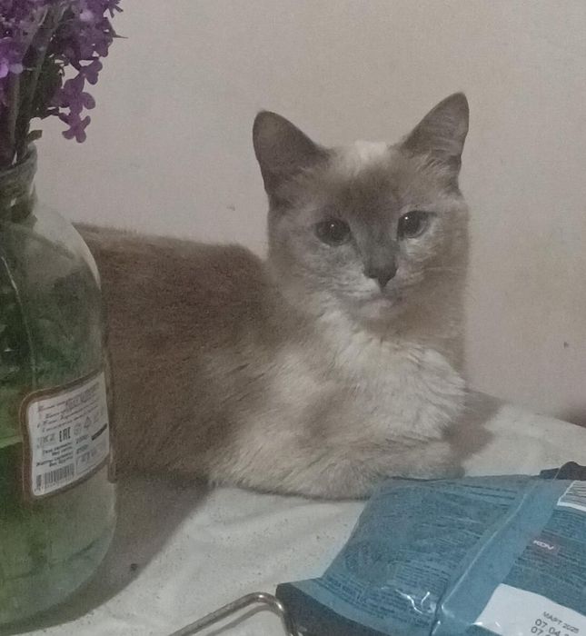 Пропала кошка дымчатого цвета.