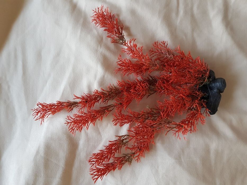 Растения для аквариума