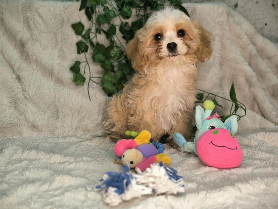 Vand baietel Cavapoo crem F1