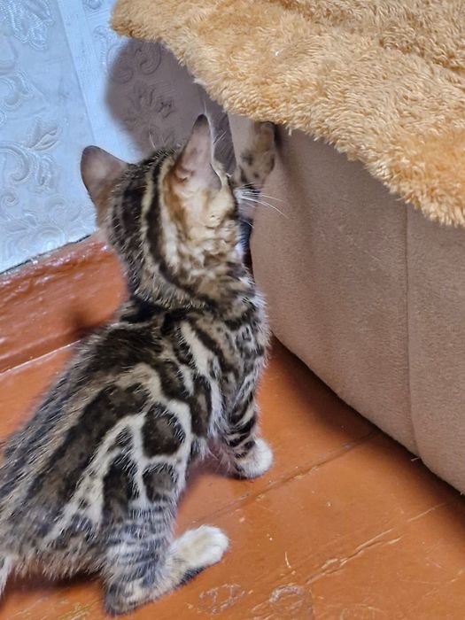 Продам котят Бенгалы
