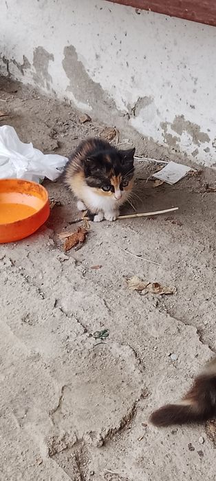 Малки котета 2 броя