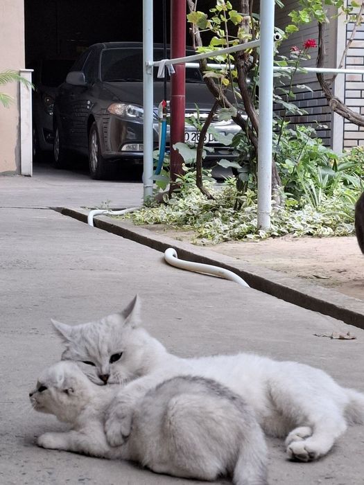 Ок мушук боласи шин-шилла отаси