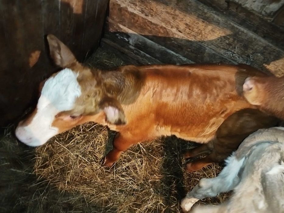 Продам телку 1,5 месяца